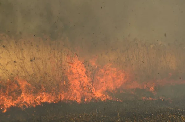 Zona costeira de riacho de pântano, fumaça forte de fogo de crescimento excessivo de liana. Os fogos de primavera de juncos secos perigosamente aproximam casas da aldeia pelo rio Campos de limpeza de juncos, grama seca. Desastre natural — Fotografia de Stock