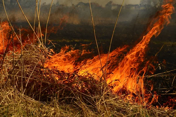 Kustnära zon Marsh Creek, stark rök från elden av Liana överväxt. Spring avfyrar av torrt vass närma sig farligt hus av byn vid flod lokalvård sätter by av vass, torrt gräs. Naturkatastrof — Stockfoto