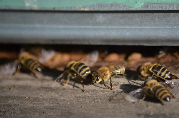 Enxame de abelhas na frente de uma casa de abelhas — Fotografia de Stock