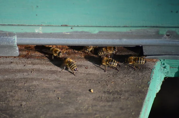 Enjambre de abejas frente a una casa de abejas — Foto de Stock