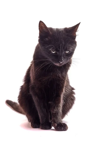 Black Cat sentado e olhando para a câmera, isolado em branco . — Fotografia de Stock