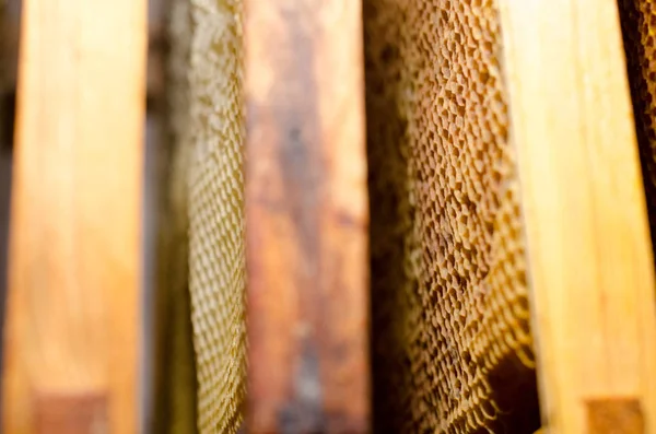 Close-up de abelhas em favo de mel em apiário - foco seletivo, espaço de cópia — Fotografia de Stock