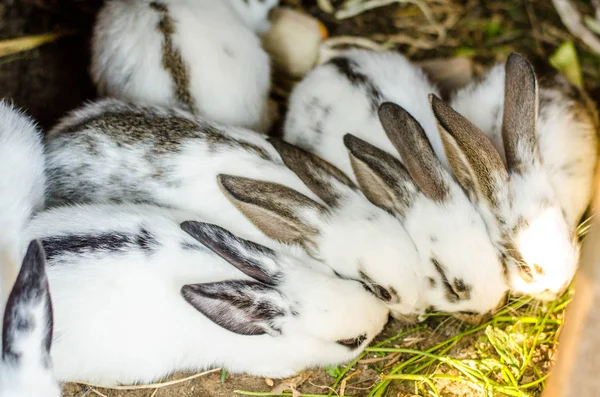 Lindo Bebé Conejo Cerca —  Fotos de Stock
