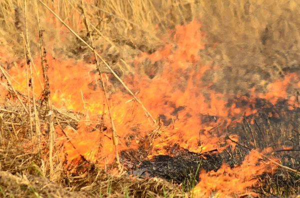 Kustnära zon Marsh Creek, stark rök från elden av Liana överväxt. Spring avfyrar av torrt vass närma sig farligt hus av byn vid flod lokalvård sätter by av vass, torrt gräs. Naturkatastrof — Stockfoto