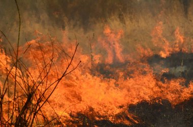 Bataklık dere kıyı bölgesi, Liana aşırı büyüme yangından güçlü duman. Kuru sazlık bahar yangınları tehlikeli nehir tarafından köy evler yaklaşım sazlık, Kuru Çim Temizleme alanları. Doğal felaket