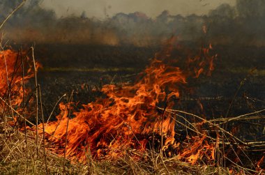Bataklık dere kıyı bölgesi, Liana aşırı büyüme yangından güçlü duman. Kuru sazlık bahar yangınları tehlikeli nehir tarafından köy evler yaklaşım sazlık, Kuru Çim Temizleme alanları. Doğal felaket