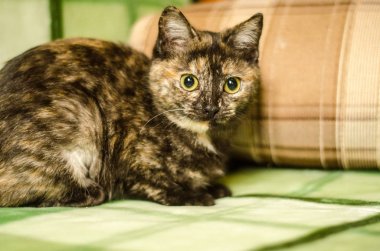 Kedi tay hayvan portresi.
