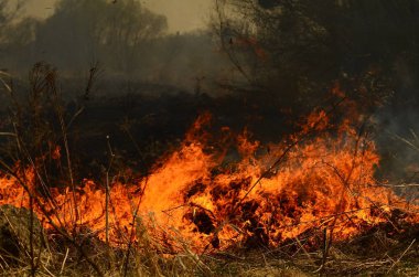 Bataklık dere kıyı bölgesi, Liana aşırı büyüme yangından güçlü duman. Kuru sazlık bahar yangınları tehlikeli nehir tarafından köy evler yaklaşım sazlık, Kuru Çim Temizleme alanları. Doğal felaket