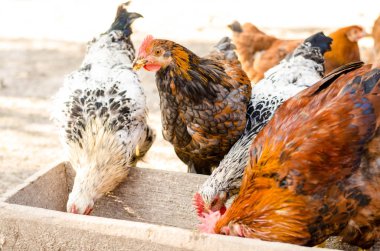 kahverengi tavuk yemlik yemek.