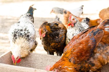 kahverengi tavuk yemlik yemek.