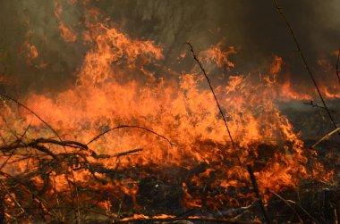Bataklık dere kıyı bölgesi, Liana aşırı büyüme yangından güçlü duman. Kuru sazlık bahar yangınları tehlikeli nehir tarafından köy evler yaklaşım sazlık, Kuru Çim Temizleme alanları. Doğal felaket
