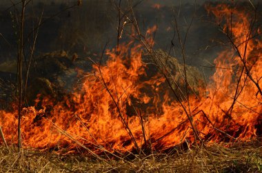 Bataklık dere kıyı bölgesi, Liana aşırı büyüme yangından güçlü duman. Kuru sazlık bahar yangınları tehlikeli nehir tarafından köy evler yaklaşım sazlık, Kuru Çim Temizleme alanları. Doğal felaket
