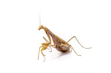 göçebe keman mantis, beyaz arka plan önünde gongylus gongylodes