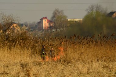 Bataklık dere kıyı bölgesi, Liana aşırı büyüme yangından güçlü duman. Kuru sazlık bahar yangınları tehlikeli nehir tarafından köy evler yaklaşım sazlık, Kuru Çim Temizleme alanları. Doğal felaket