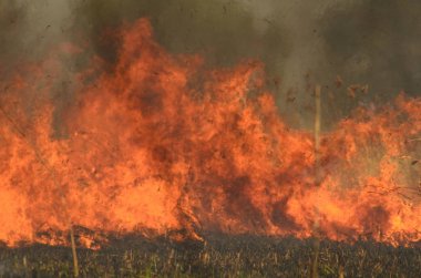 Bataklık dere kıyı bölgesi, Liana aşırı büyüme yangından güçlü duman. Kuru sazlık bahar yangınları tehlikeli nehir tarafından köy evler yaklaşım sazlık, Kuru Çim Temizleme alanları. Doğal felaket