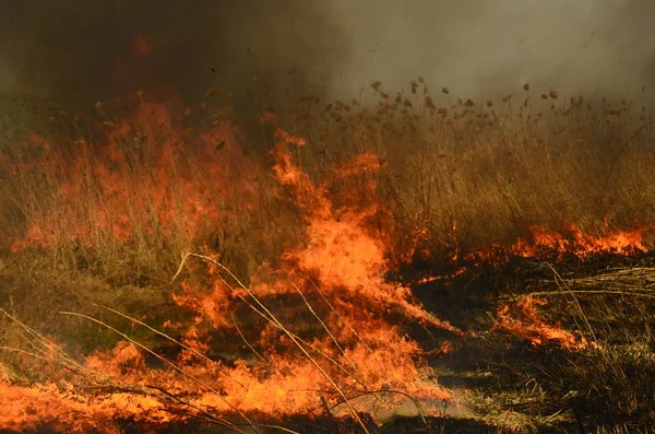 Zona costiera di torrente di palude, fumo forte da fuoco di crescita eccessiva di liana. Gli incendi di primavera di canne secche pericolosamente si avvicinano case di villaggio da fiume Campi di pulizia di canne, erba secca. Disastri naturali — Foto Stock