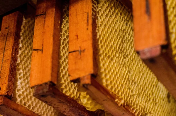 Primer plano de las abejas en panal en colmenar - enfoque selectivo, espacio de copia — Foto de Stock