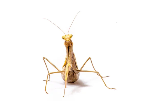 Vándor hegedű Mantis, Gongylus gongylodes, fehér háttér előtt — Stock Fotó