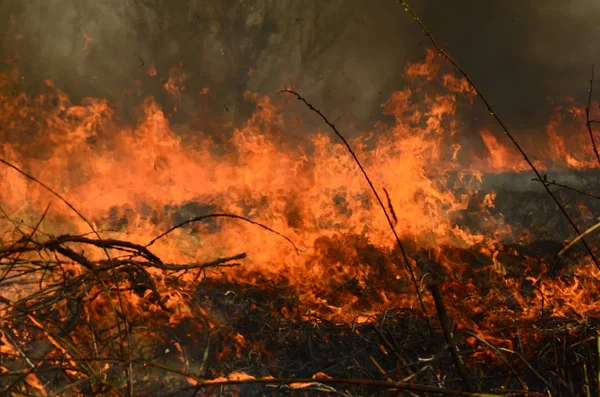 Bataklık dere kıyı bölgesi, Liana aşırı büyüme yangından güçlü duman. Kuru sazlık bahar yangınları tehlikeli nehir tarafından köy evler yaklaşım sazlık, Kuru Çim Temizleme alanları. Doğal felaket