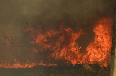Bataklık dere kıyı bölgesi, Liana aşırı büyüme yangından güçlü duman. Kuru sazlık bahar yangınları tehlikeli nehir tarafından köy evler yaklaşım sazlık, Kuru Çim Temizleme alanları. Doğal felaket