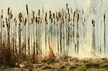 Bataklık dere kıyı bölgesi, Liana aşırı büyüme yangından güçlü duman. Kuru sazlık bahar yangınları tehlikeli nehir tarafından köy evler yaklaşım sazlık, Kuru Çim Temizleme alanları. Doğal felaket
