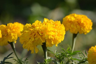 Sarı karanfil çiçek.güzel karanfil çiçek , arka planda çiçeklenme karanfil çiçek.
