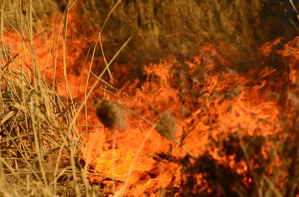 Kustzone van Marsh Creek, sterke rook uit brand van Liana begroeiing. Spring vuren van droge rieten naderen gevaarlijk huizen van dorp door rivier schoonmaken velden van riet, droog gras. Natuurramp — Stockfoto