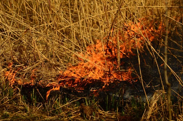 Kustzone van Marsh Creek, sterke rook uit brand van Liana begroeiing. Spring vuren van droge rieten naderen gevaarlijk huizen van dorp door rivier schoonmaken velden van riet, droog gras. Natuurramp — Stockfoto