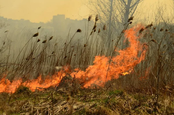 Zona costeira de riacho de pântano, fumaça forte de fogo de crescimento excessivo de liana. Os fogos de primavera de juncos secos perigosamente aproximam casas da aldeia pelo rio Campos de limpeza de juncos, grama seca. Desastre natural — Fotografia de Stock