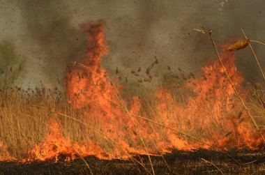Bataklık dere kıyı bölgesi, Liana aşırı büyüme yangından güçlü duman. Kuru sazlık bahar yangınları tehlikeli nehir tarafından köy evler yaklaşım sazlık, Kuru Çim Temizleme alanları. Doğal felaket