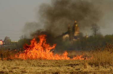 Bataklık dere kıyı bölgesi, Liana aşırı büyüme yangından güçlü duman. Kuru sazlık bahar yangınları tehlikeli nehir tarafından köy evler yaklaşım sazlık, Kuru Çim Temizleme alanları. Doğal felaket