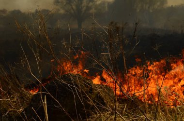 Bataklık dere kıyı bölgesi, Liana aşırı büyüme yangından güçlü duman. Kuru sazlık bahar yangınları tehlikeli nehir tarafından köy evler yaklaşım sazlık, Kuru Çim Temizleme alanları. Doğal felaket