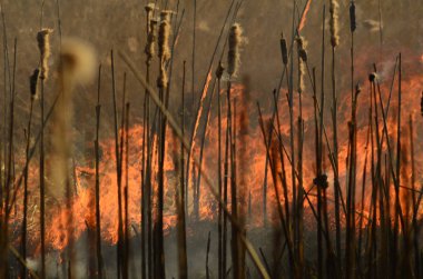 Bataklık dere kıyı bölgesi, Liana aşırı büyüme yangından güçlü duman. Kuru sazlık bahar yangınları tehlikeli nehir tarafından köy evler yaklaşım sazlık, Kuru Çim Temizleme alanları. Doğal felaket
