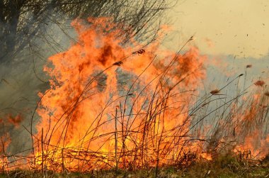 Bataklık dere kıyı bölgesi, Liana aşırı büyüme yangından güçlü duman. Kuru sazlık bahar yangınları tehlikeli nehir tarafından köy evler yaklaşım sazlık, Kuru Çim Temizleme alanları. Doğal felaket