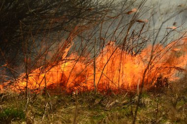 Ateş çimenleri yakar