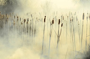 Bataklık dere kıyı bölgesi, Liana aşırı büyüme yangından güçlü duman. Kuru sazlık bahar yangınları tehlikeli nehir tarafından köy evler yaklaşım sazlık, Kuru Çim Temizleme alanları. Doğal felaket