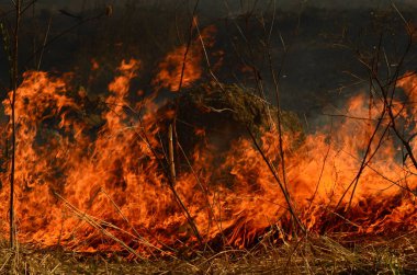 Bataklık dere kıyı bölgesi, Liana aşırı büyüme yangından güçlü duman. Kuru sazlık bahar yangınları tehlikeli nehir tarafından köy evler yaklaşım sazlık, Kuru Çim Temizleme alanları. Doğal felaket