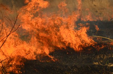 Ateş çimenleri yakar