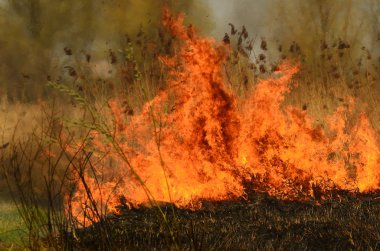 Ateş çimenleri yakar