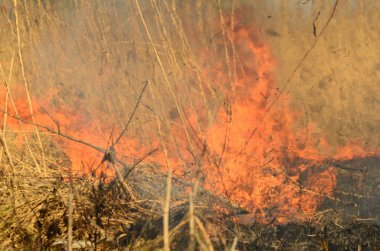 Bataklık dere kıyı bölgesi, Liana aşırı büyüme yangından güçlü duman. Kuru sazlık bahar yangınları tehlikeli nehir tarafından köy evler yaklaşım sazlık, Kuru Çim Temizleme alanları. Doğal felaket