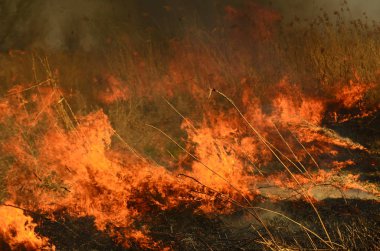 Ateş çimenleri yakar