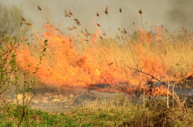 Ateş çimenleri yakar