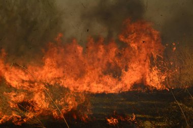 Bataklık dere kıyı bölgesi, Liana aşırı büyüme yangından güçlü duman. Kuru sazlık bahar yangınları tehlikeli nehir tarafından köy evler yaklaşım sazlık, Kuru Çim Temizleme alanları. Doğal felaket