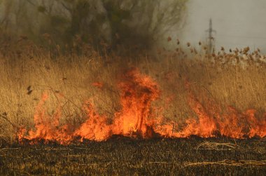 Ateş çimenleri yakar
