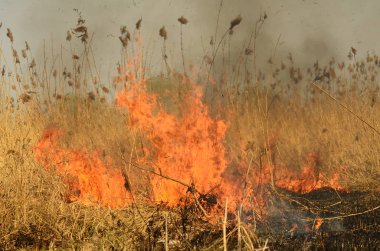 Ateş çimenleri yakar