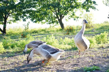 Beyaz kazlar, çiftlik kazları