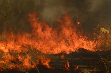 Ateş çimenleri yakar