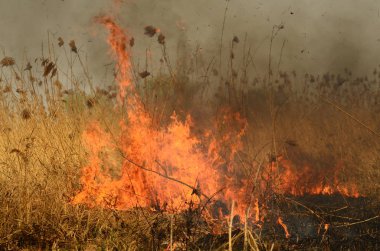 Bataklık dere kıyı bölgesi, Liana aşırı büyüme yangından güçlü duman. Kuru sazlık bahar yangınları tehlikeli nehir tarafından köy evler yaklaşım sazlık, Kuru Çim Temizleme alanları. Doğal felaket