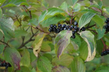 Sarmaşıktaki örümcek. yakın plan
