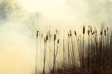 Bataklık dere kıyı bölgesi, Liana aşırı büyüme yangından güçlü duman. Kuru sazlık bahar yangınları tehlikeli nehir tarafından köy evler yaklaşım sazlık, Kuru Çim Temizleme alanları. Doğal felaket